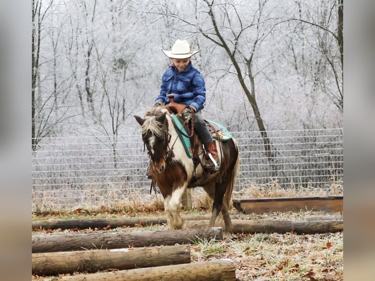 Kuce szetlandzkie Wałach 12 lat 102 cm Srokata in Howell