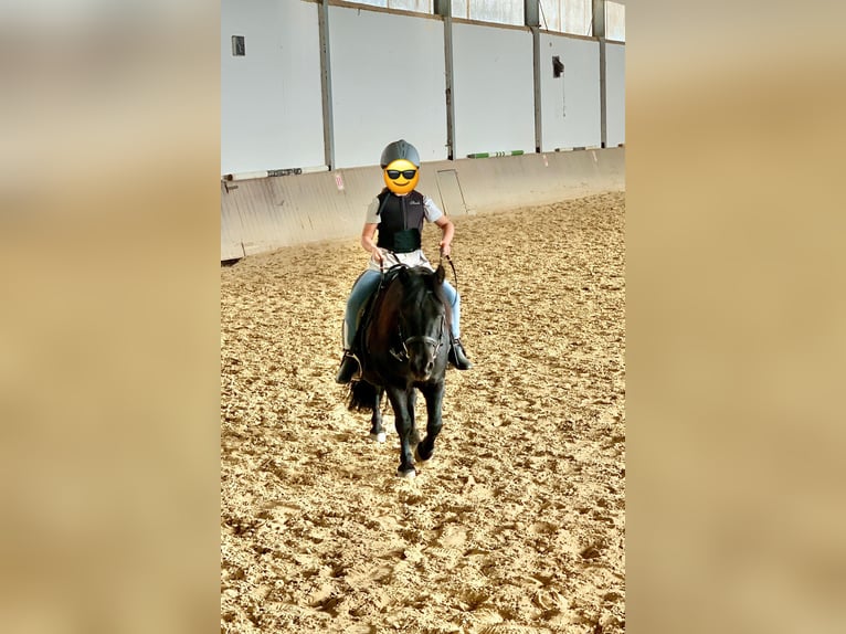 Kuce szetlandzkie Wałach 12 lat 108 cm Kara in Volkmarsen