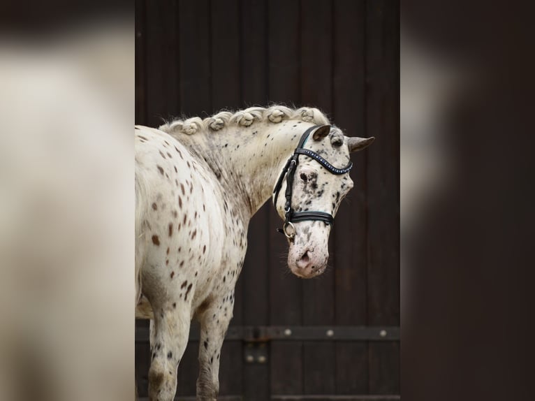 Kuce szetlandzkie Wałach 12 lat 118 cm Tarantowata in Kicin