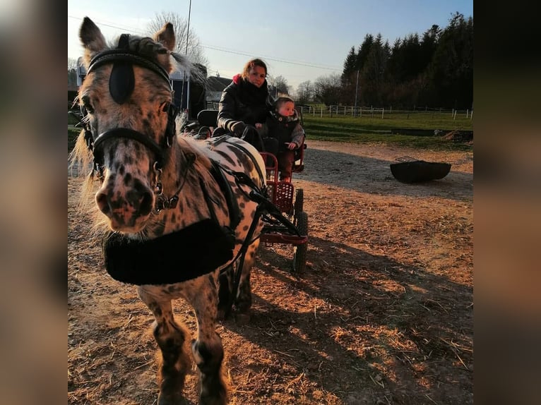 Kuce szetlandzkie Wałach 12 lat 95 cm Tarantowata in maiche
