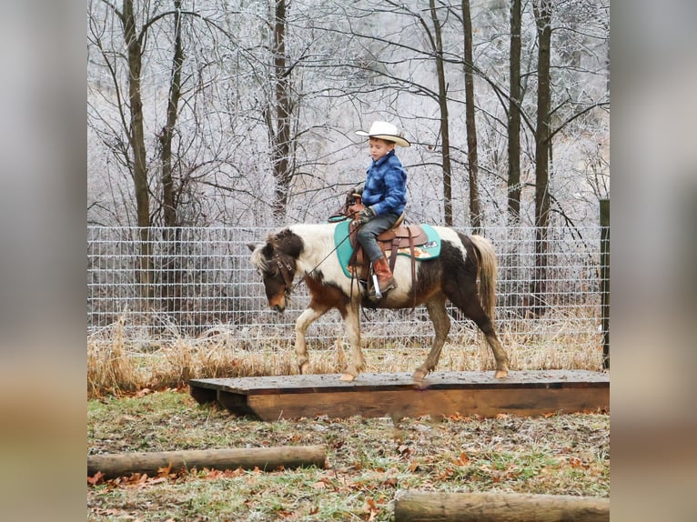 Kuce szetlandzkie Wałach 13 lat 102 cm Srokata in Howell