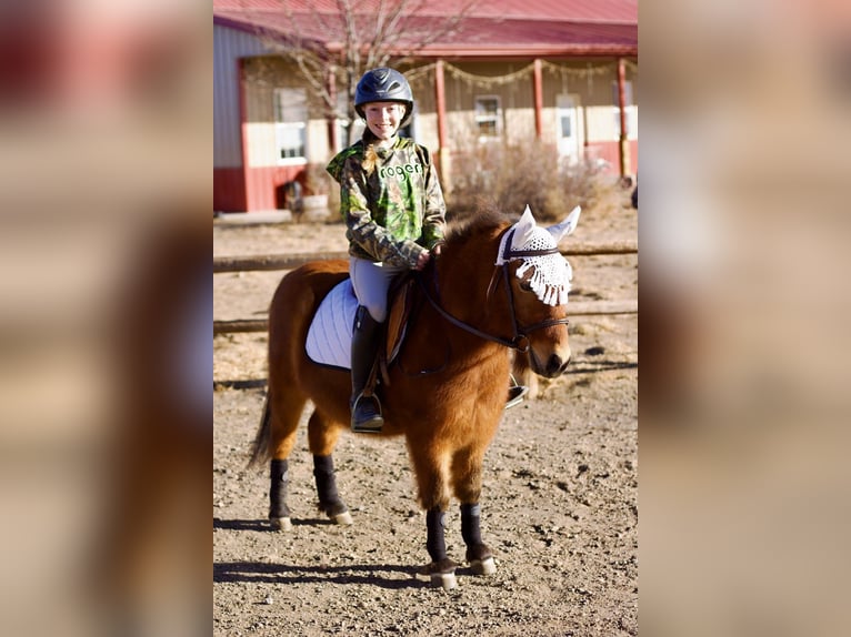 Kuce szetlandzkie Mix Wałach 13 lat 109 cm Gniada in Fort Collins