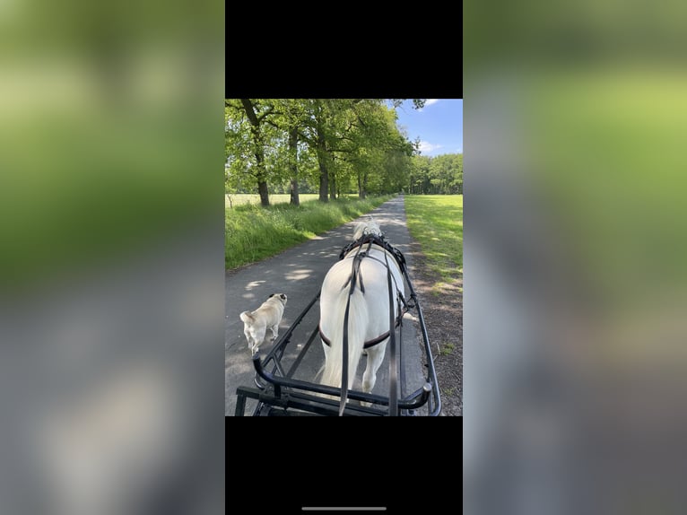 Kuce szetlandzkie Wałach 14 lat 103 cm Siwa in Mettingen