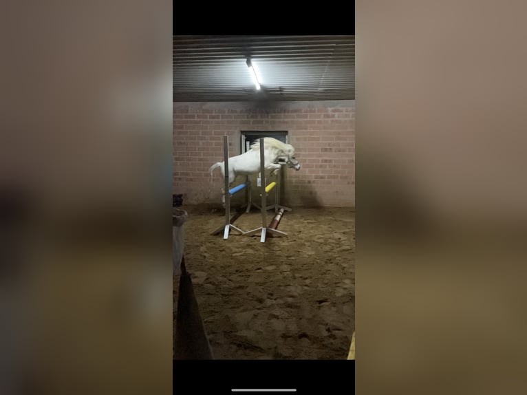 Kuce szetlandzkie Wałach 14 lat 103 cm Siwa in Mettingen