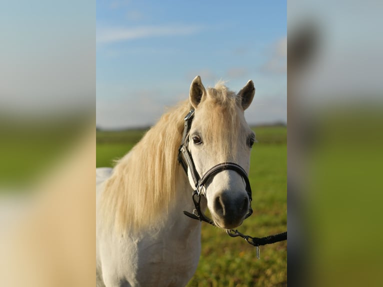 Kuce szetlandzkie Wałach 14 lat 105 cm Siwa in Geilenkirchen