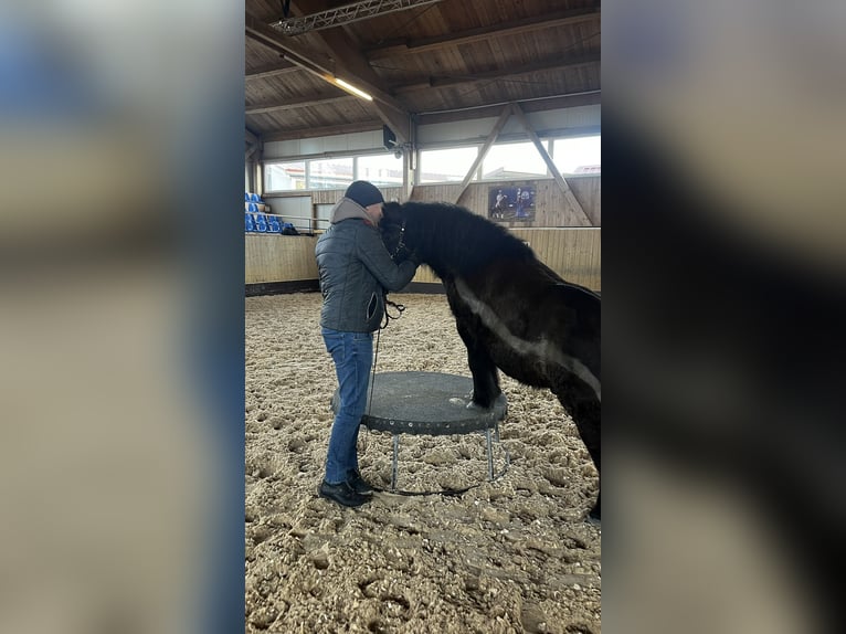 Kuce szetlandzkie Wałach 14 lat 108 cm Kara in Ried