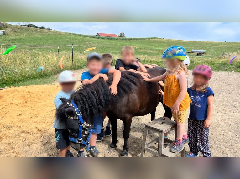 Kuce szetlandzkie Wałach 14 lat 108 cm Kara in Ried