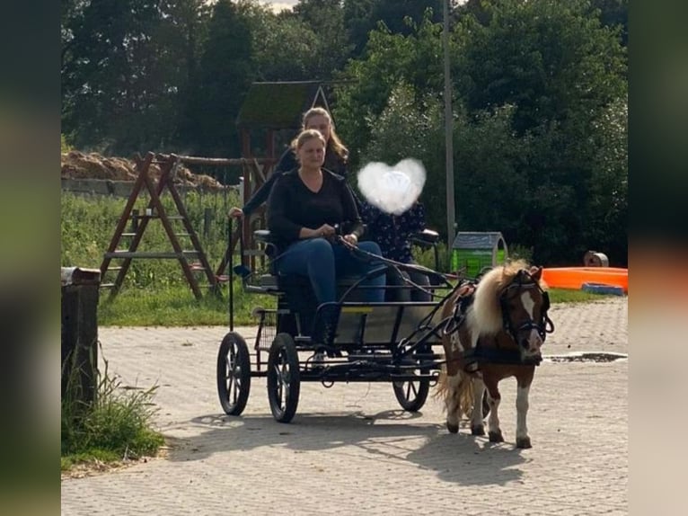 Kuce szetlandzkie Wałach 14 lat 85 cm Srokata in Welver