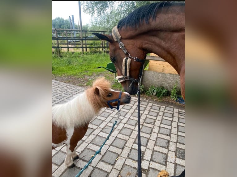 Kuce szetlandzkie Wałach 14 lat 85 cm Srokata in Welver