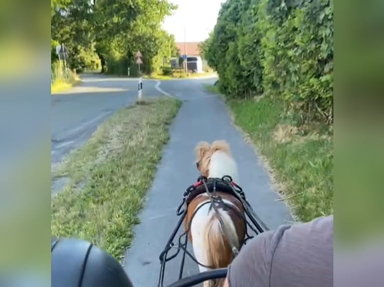 Kuce szetlandzkie Wałach 14 lat 85 cm Srokata in Welver