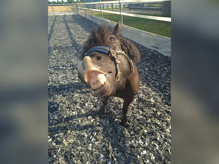 Kuce szetlandzkie Wałach 15 lat 108 cm Skarogniada in Mertingen