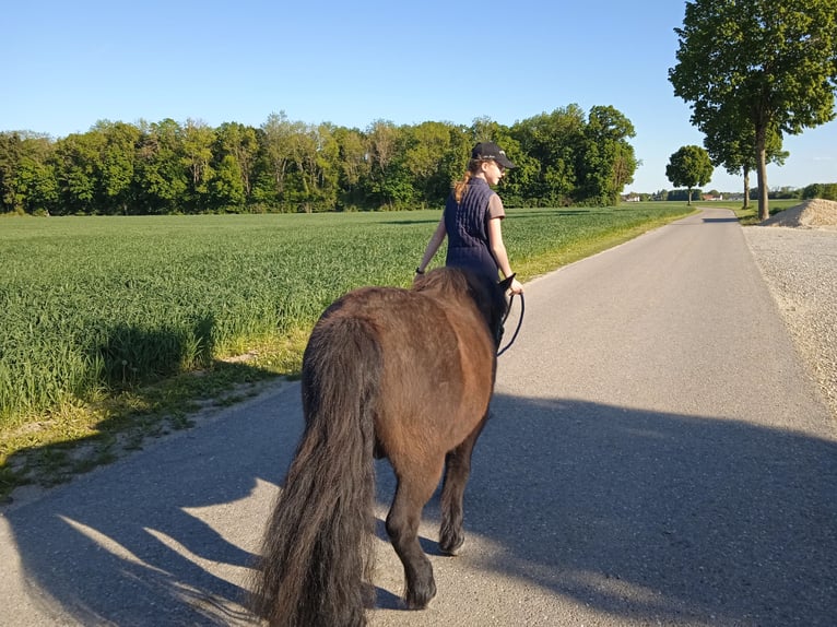 Kuce szetlandzkie Wałach 15 lat 108 cm Skarogniada in Mertingen