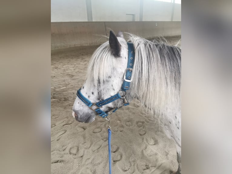 Kuce szetlandzkie Wałach 15 lat 110 cm Tarantowata in Lienz