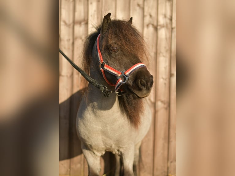Kuce szetlandzkie Wałach 15 lat 85 cm Karodereszowata in Geilenkirchen