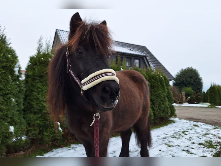 Kuce szetlandzkie Mix Wałach 17 lat 113 cm Kara in Halvesbostel