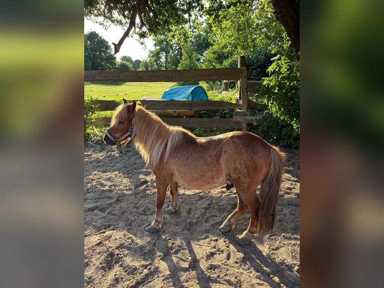 Kuce szetlandzkie Wałach 20 lat 93 cm Gniada in wakendorf