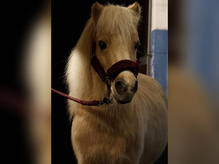 Kuce szetlandzkie Wałach 22 lat 100 cm Izabelowata in Meerbusch