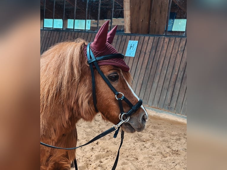 Kuce szetlandzkie Wałach 22 lat 90 cm Kasztanowata in Ballenstedt