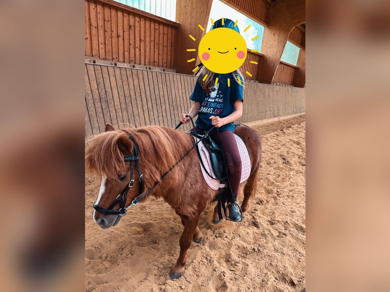 Kuce szetlandzkie Wałach 22 lat 90 cm Kasztanowata in Ballenstedt