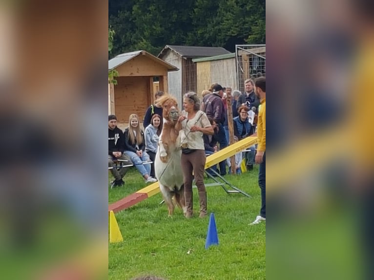 Kuce szetlandzkie Wałach 23 lat 87 cm Srokata in Augsburg