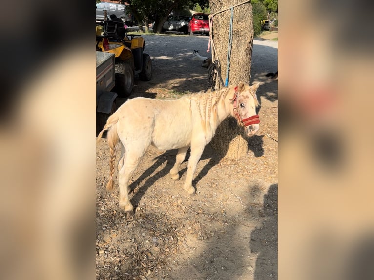 Kuce szetlandzkie Wałach 2 lat 120 cm Biała in Grimaud