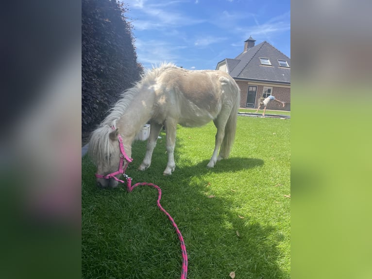 Kuce szetlandzkie Wałach 2 lat 90 cm Izabelowata in Ederveen