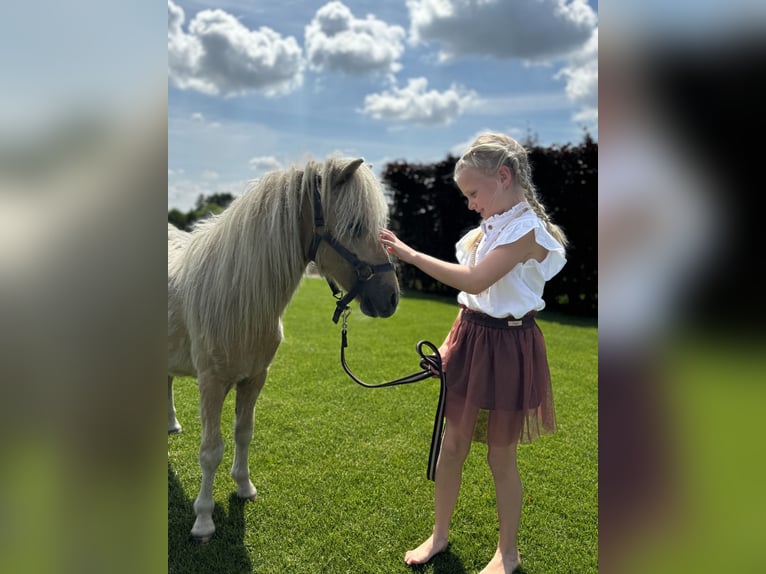 Kuce szetlandzkie Wałach 2 lat 90 cm Izabelowata in Ederveen
