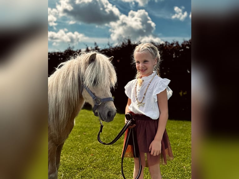 Kuce szetlandzkie Wałach 2 lat 90 cm Izabelowata in Ederveen