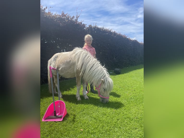Kuce szetlandzkie Wałach 2 lat 90 cm Izabelowata in Ederveen