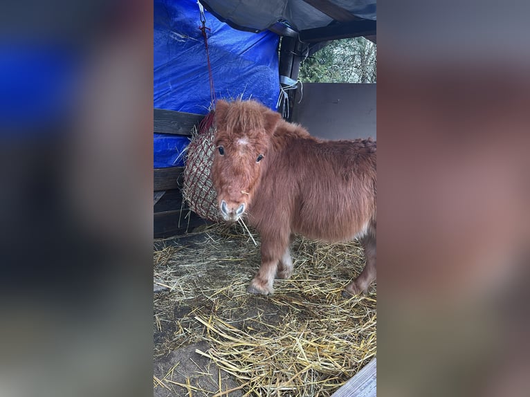 Kuce szetlandzkie Wałach 2 lat 90 cm Kasztanowata in Lonnig