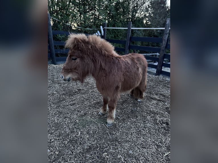 Kuce szetlandzkie Wałach 2 lat 90 cm Kasztanowata in Lonnig