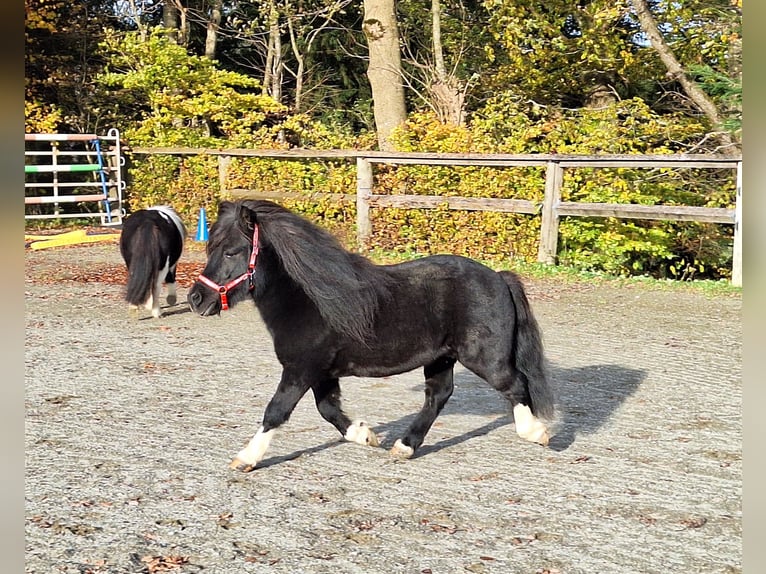Kuce szetlandzkie Wałach 3 lat 100 cm Kara in Argenbühl