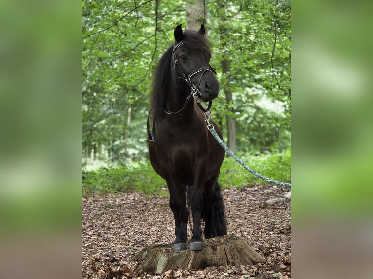 Kuce szetlandzkie Wałach 3 lat 100 cm Kara in Scherpenzeel