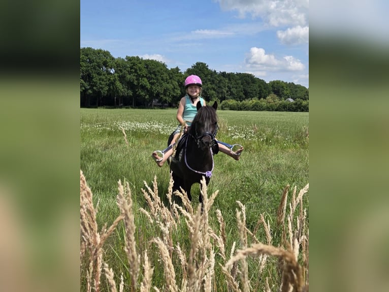 Kuce szetlandzkie Wałach 3 lat 100 cm Kara in Scherpenzeel