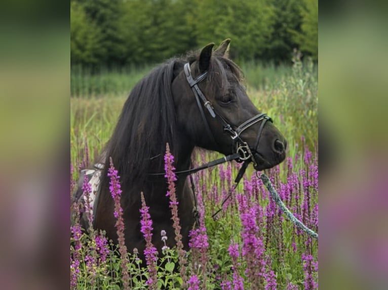 Kuce szetlandzkie Wałach 3 lat 100 cm Kara in Scherpenzeel