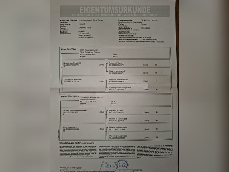 Kuce szetlandzkie Wałach 3 lat 100 cm Kara in Tecklenburg