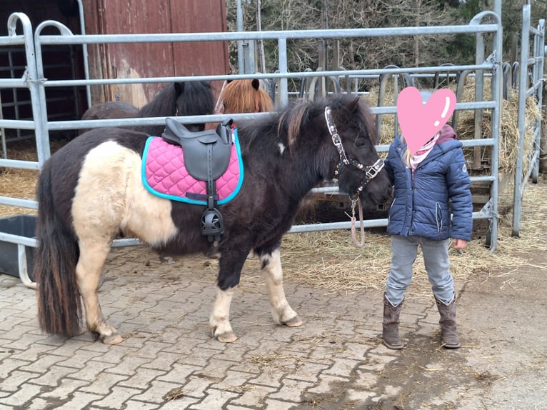 Kuce szetlandzkie Wałach 3 lat 112 cm Kara in Argenbühl