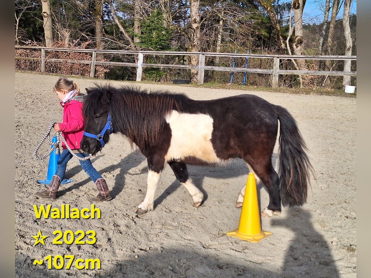 Kuce szetlandzkie Wałach 3 lat 112 cm Kara in Argenbühl