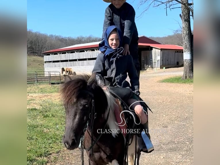 Kuce szetlandzkie Wałach 3 lat 112 cm Tobiano wszelkich maści in Hartsville, TN