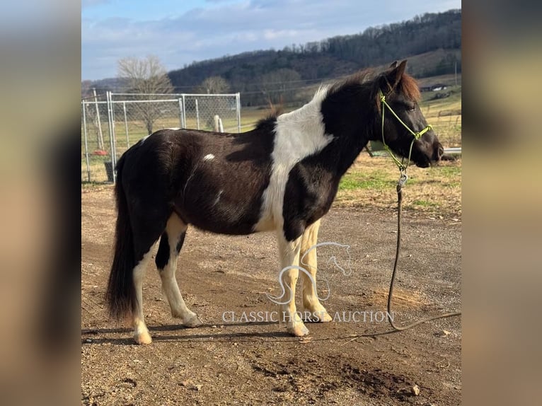 Kuce szetlandzkie Wałach 3 lat 112 cm Tobiano wszelkich maści in Hartsville, TN