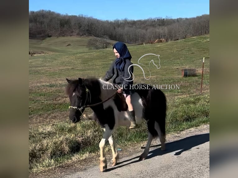 Kuce szetlandzkie Wałach 3 lat 112 cm Tobiano wszelkich maści in Hartsville, TN