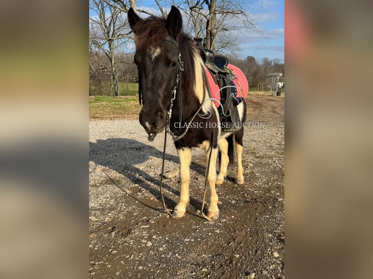 Kuce szetlandzkie Wałach 3 lat 112 cm Tobiano wszelkich maści in Hartsville, TN