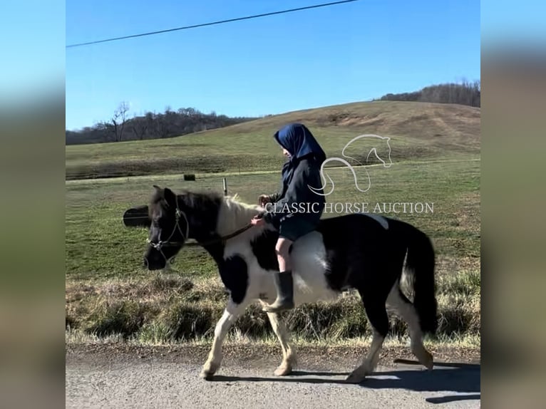 Kuce szetlandzkie Wałach 3 lat 112 cm Tobiano wszelkich maści in Hartsville, TN