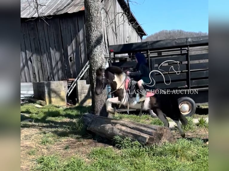 Kuce szetlandzkie Wałach 3 lat 112 cm Tobiano wszelkich maści in Hartsville, TN