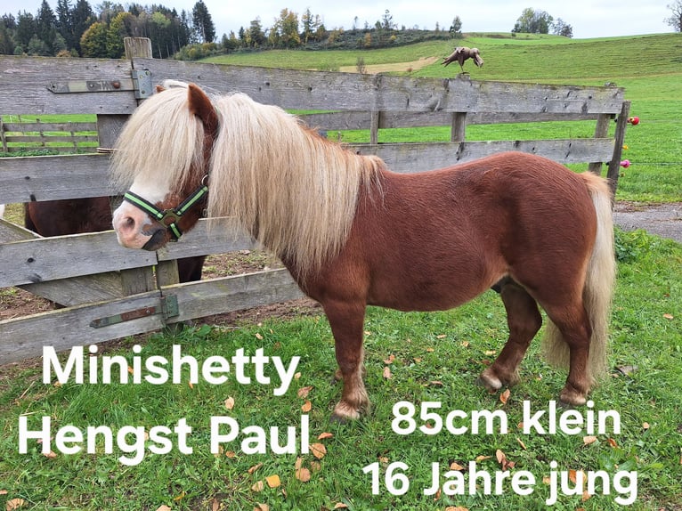 Kuce szetlandzkie Wałach 4 lat 100 cm Kara in Argenbühl