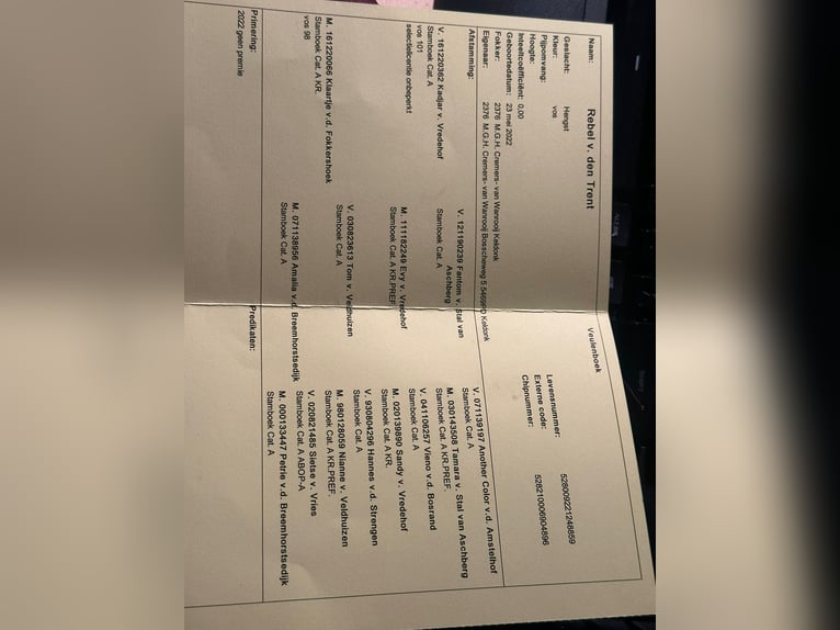 Kuce szetlandzkie Wałach 4 lat 110 cm Kasztanowata in Achtmaal