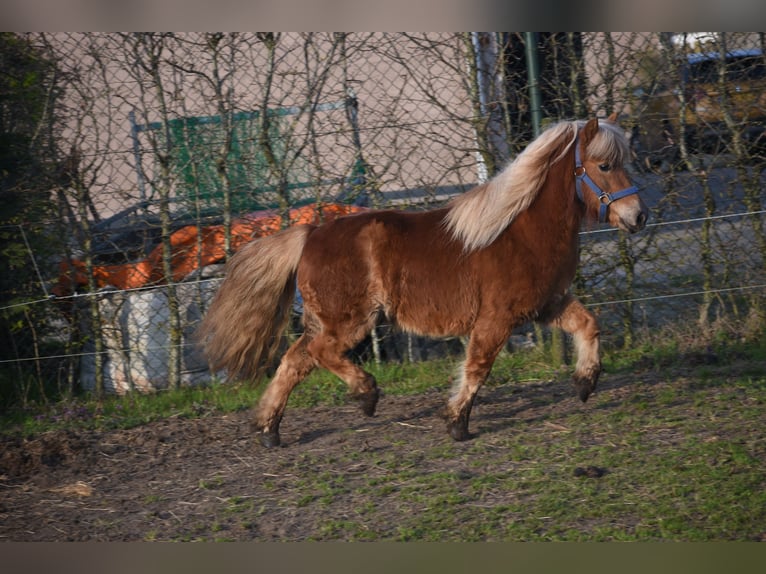 Kuce szetlandzkie Wałach 4 lat 110 cm Kasztanowata in Achtmaal