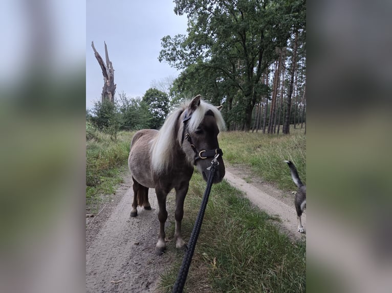 Kuce szetlandzkie Wałach 4 lat 82 cm Bułana in D&#xF6;llen