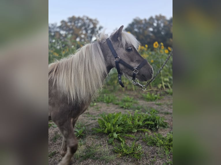 Kuce szetlandzkie Wałach 4 lat 82 cm Bułana in D&#xF6;llen