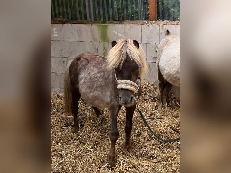 Kuce szetlandzkie Mix Wałach 4 lat 92 cm  in Löwenberger Land